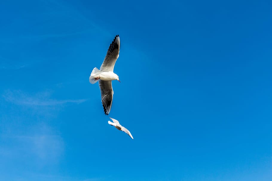 gulls, bird, clouds, flight, blue sky, flying, animal wildlife HD wallpaper