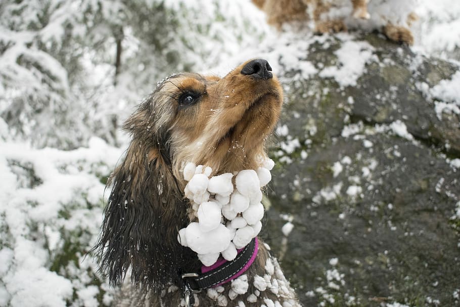 Dog, Snowball, Frozen, Cold, Cute, funny, countenance, reputation, HD wallpaper