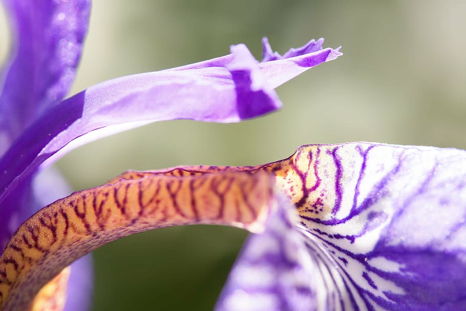 iris, iris pseudacorus, purple iris, plant, iridaceae, flower HD wallpaper