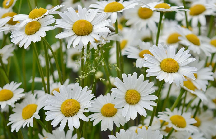 flower, daisy, nature, spring, white, plant, floral, summer HD wallpaper