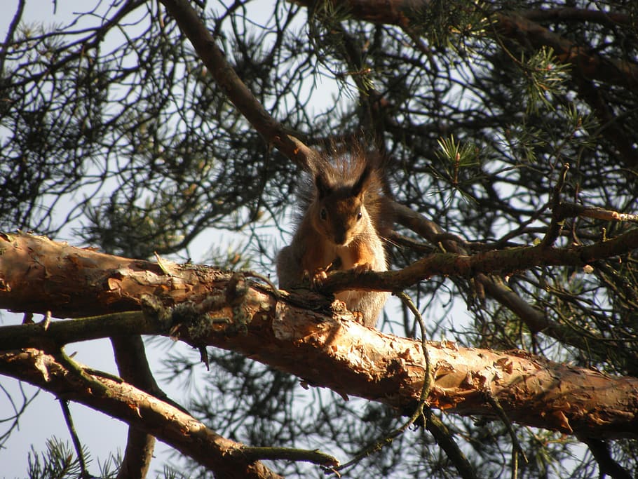 squirrel, animal, tree, nature, branch, plant, low angle view HD wallpaper