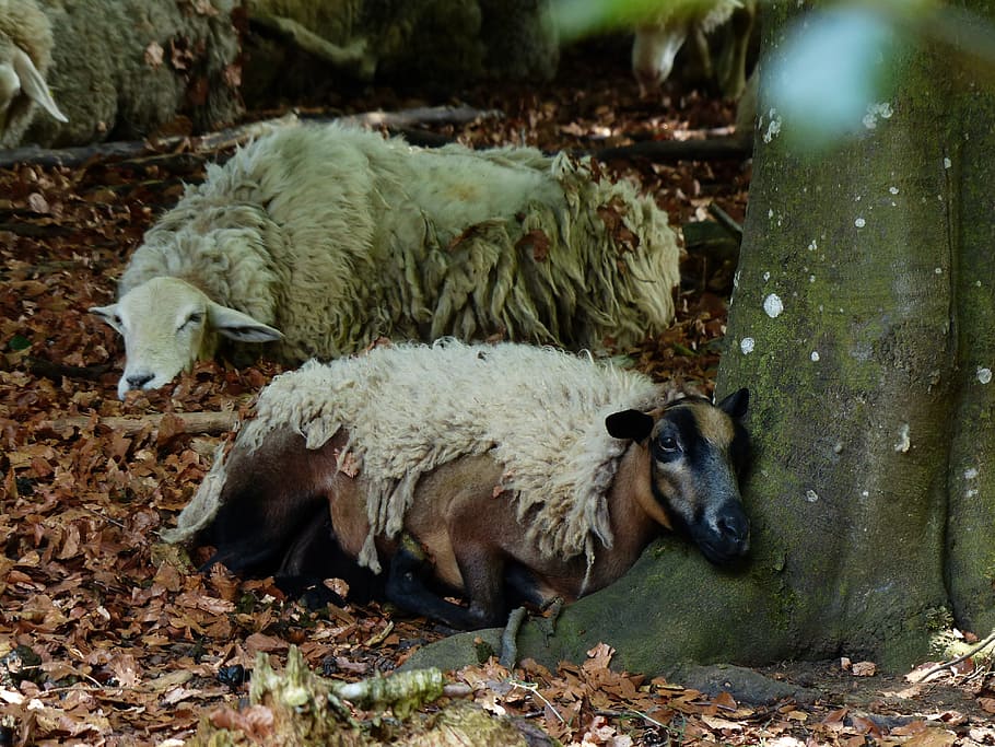 Sheep, Sleep, Rest, Forest, concerns, log, schur, wool, animals, HD wallpaper