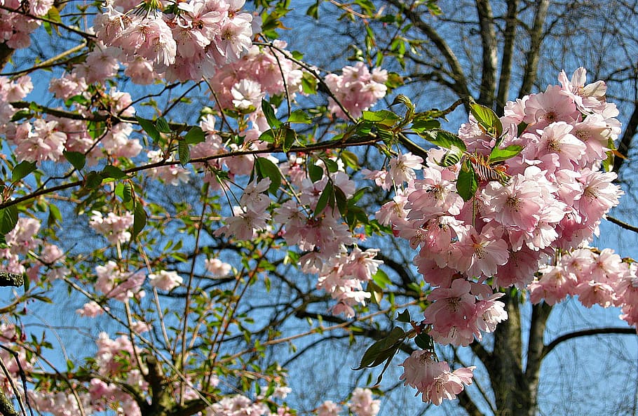 spring, cherry blossoms, tree, bush, pink, white blossom, flower HD wallpaper