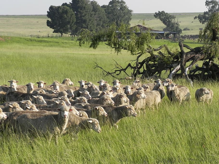 sheep, farm, grass, fields, pasture, plant, group of animals HD wallpaper