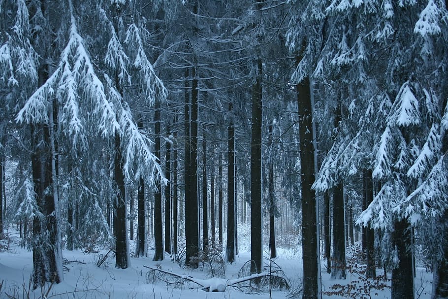 Wintry, Snow, Winter, Snowy, Cold, White, nature, winter bushes HD wallpaper