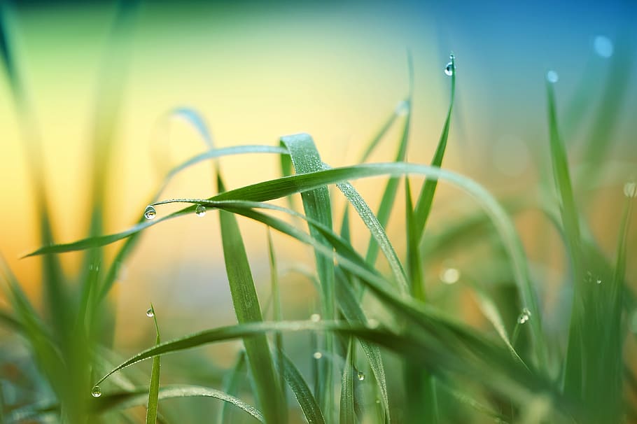 green leafed plants, grass, meadow, rush, drip, raindrop, dewdrop HD wallpaper