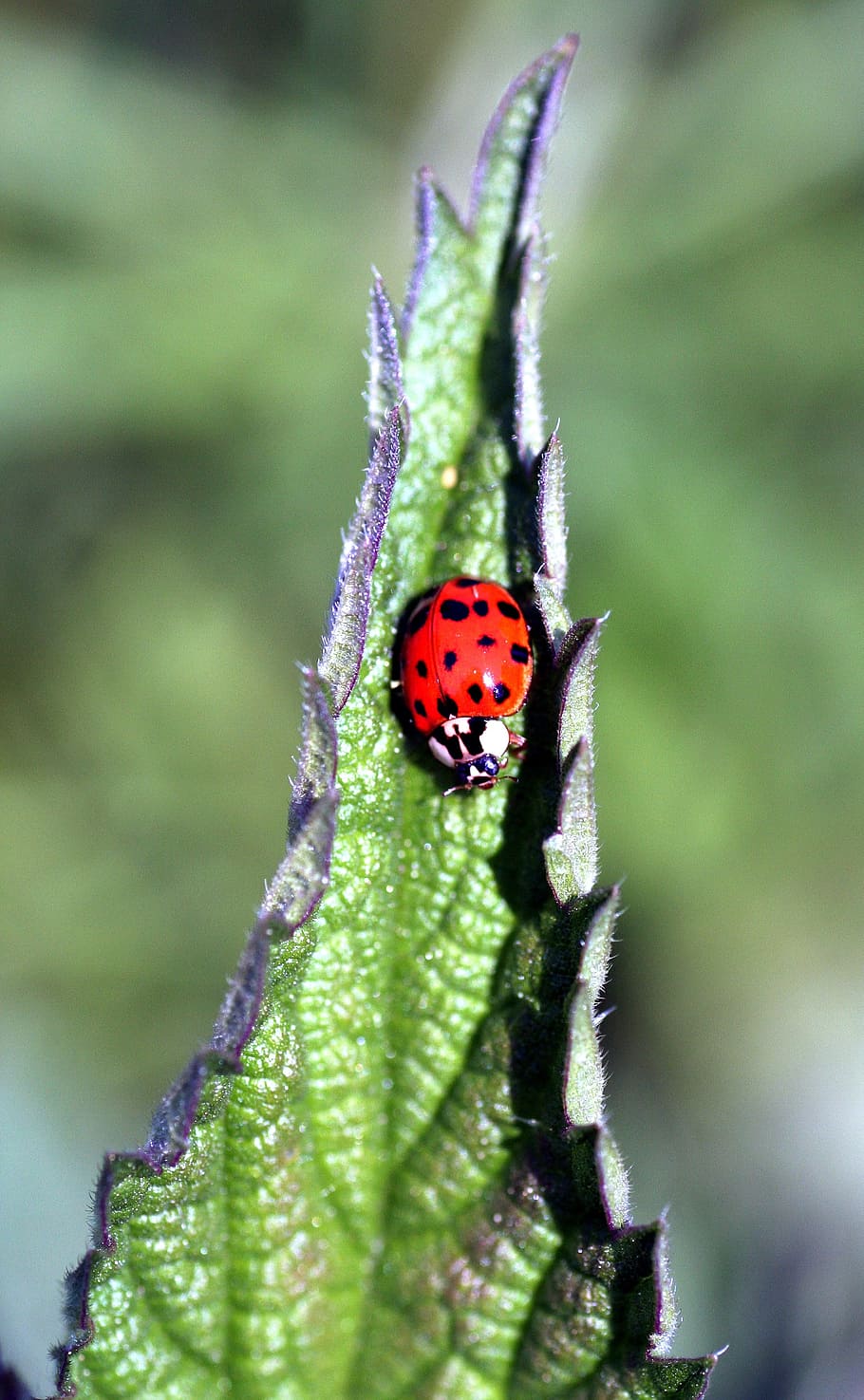 ladybug, insect, red, nature, spring, leaf, beetle, invertebrate HD wallpaper