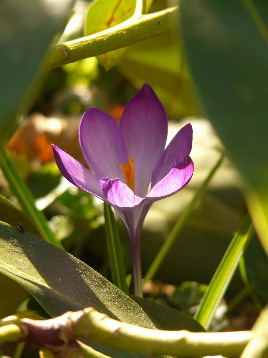 crocus, spring, purple, plant, blossom, bloom, garden, meadow HD wallpaper
