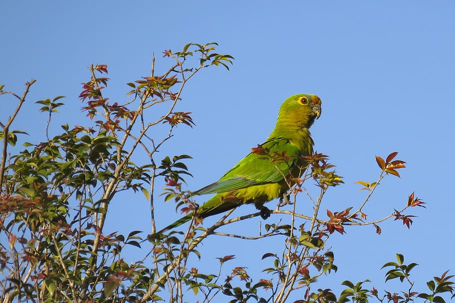 nature, tree, birds, animal themes, vertebrate, animal wildlife HD wallpaper