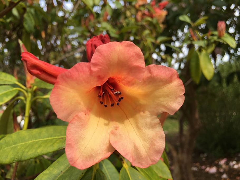 rhodendron, flower, spring, blossoming, plant, bloom, petal HD wallpaper
