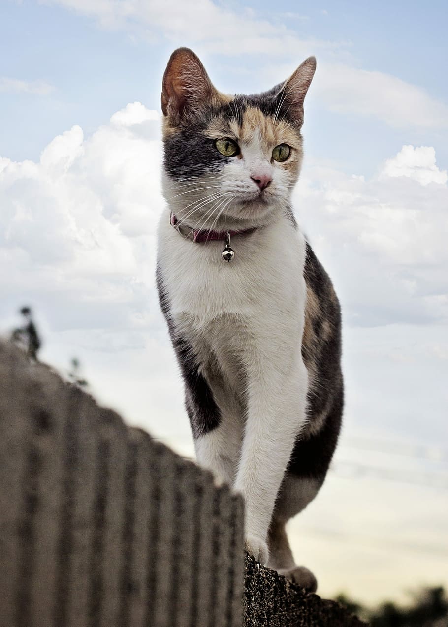 Cat, Wall, Cute, Animal, Pet, sky, domestic, fur, young, kitten HD wallpaper