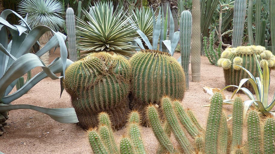 cactus, marrakech, plant, growth, day, nature, succulent plant HD wallpaper