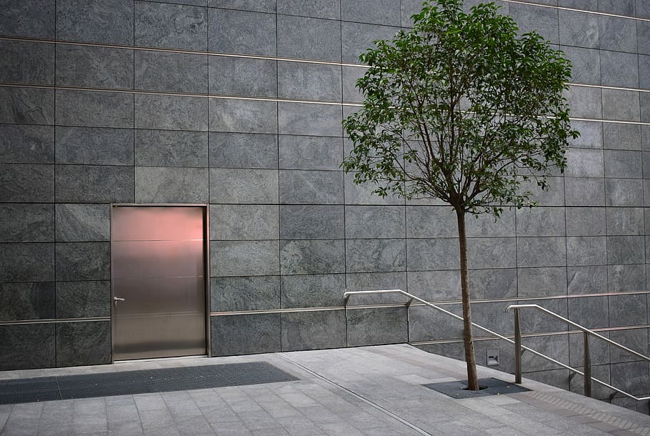 leafed tree near door, green leafed tree beside gray concrete building at daytime, HD wallpaper
