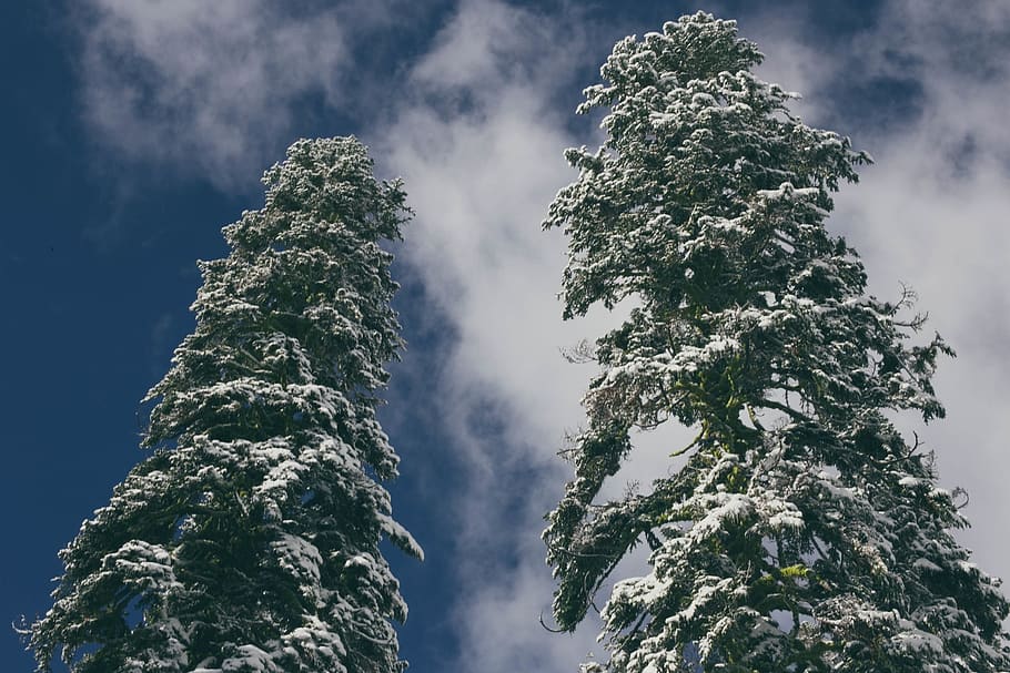trees, snow, blue, sky, clouds, low angle view, plant, cloud - sky HD wallpaper