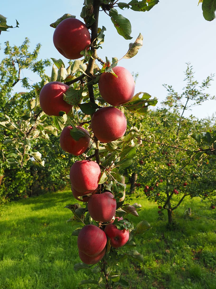 apple, apple tree, fruit, red, frisch, healthy, vitamins, orchard HD wallpaper