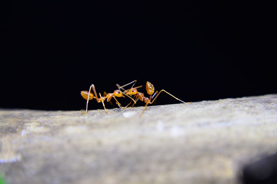 ants, red ant, insects, animal themes, animal wildlife, close-up HD wallpaper