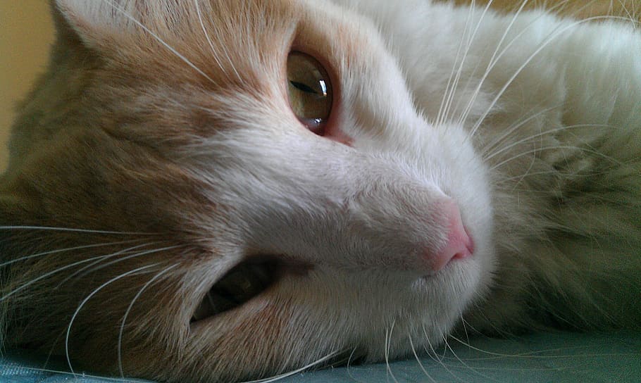 cute cat, cat face, animals, pet, cat's eyes, pets, domestic HD wallpaper