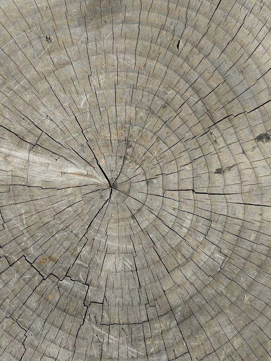 Tree Rings, Wood, Stump, wood - Material, backgrounds, pattern HD wallpaper