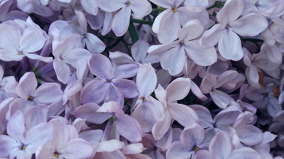 without, lilac, may, flowering, violet, spring, lilacs in the garden HD wallpaper