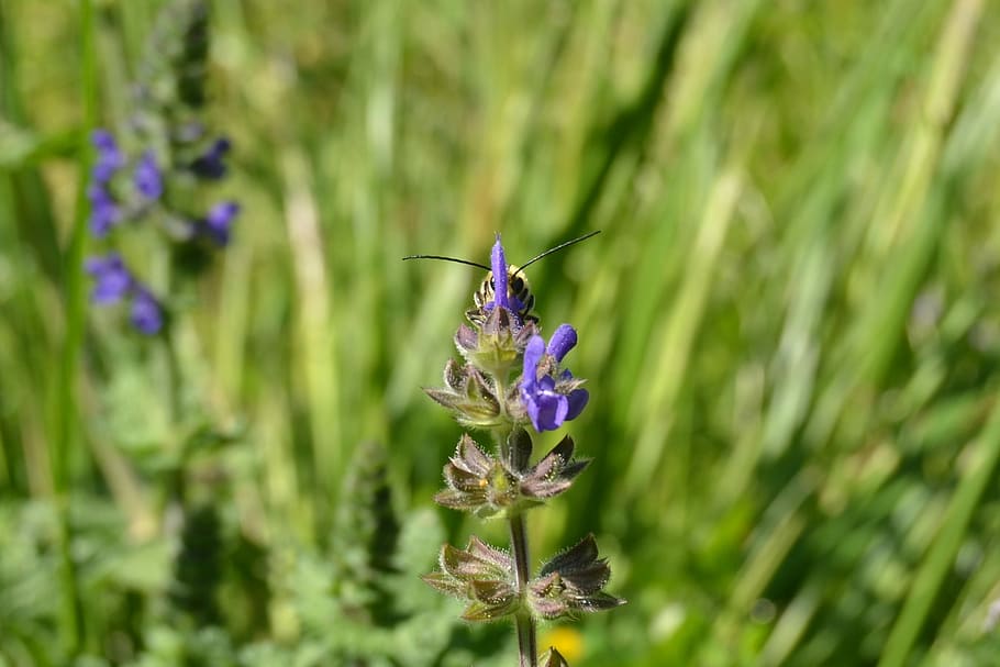 Bee, Flower, Spring, Pollination, Prato, insect, bumblebee HD wallpaper