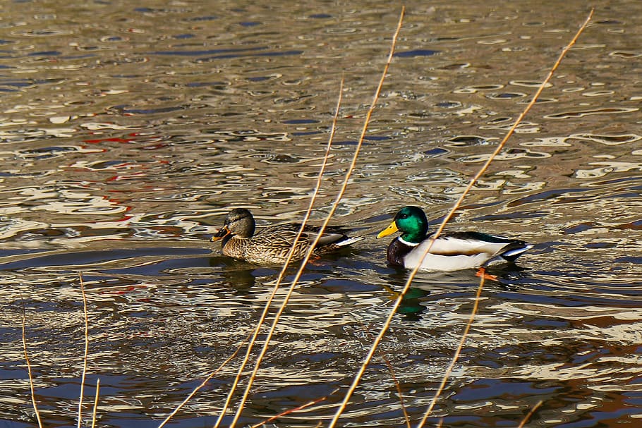 waters, lake, bird, puddle, river, animal wildlife, animal themes HD wallpaper