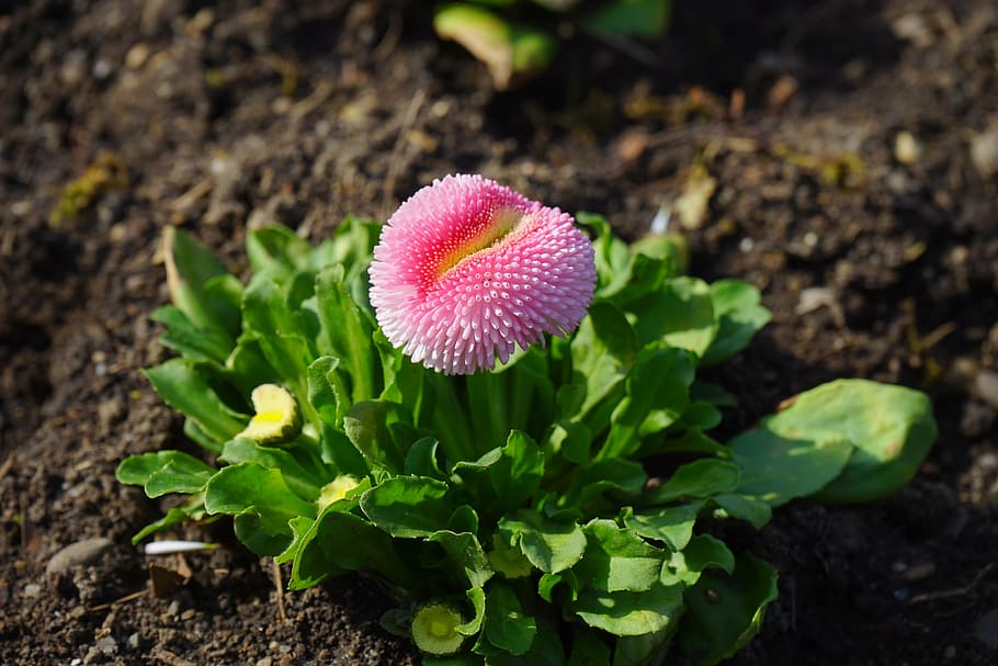 daisy, red, flower, blossom, bloom, pink, bellis philosophy HD wallpaper