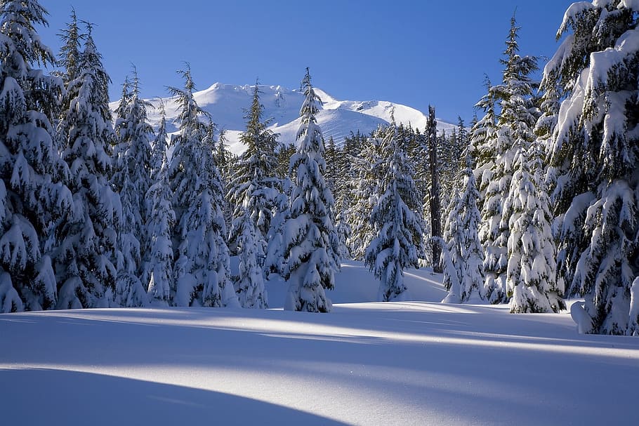 green tree covered with snow, forest, winter, nature, trees HD wallpaper