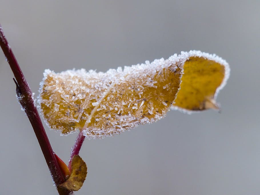 leaf covered in snow, frosted, branch, background, nature, ice HD wallpaper