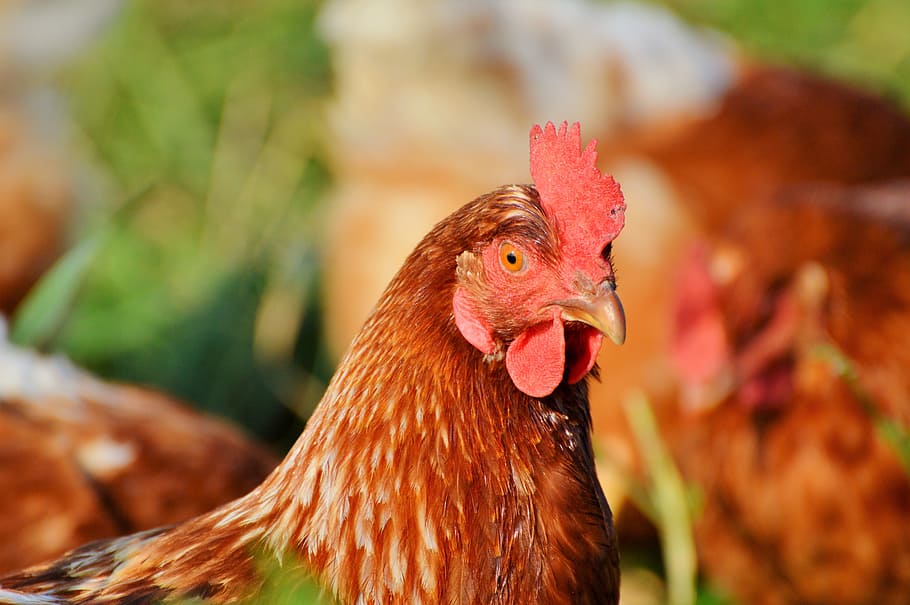 chicken, hen, poultry, range, livestock, farm, bird, chickens