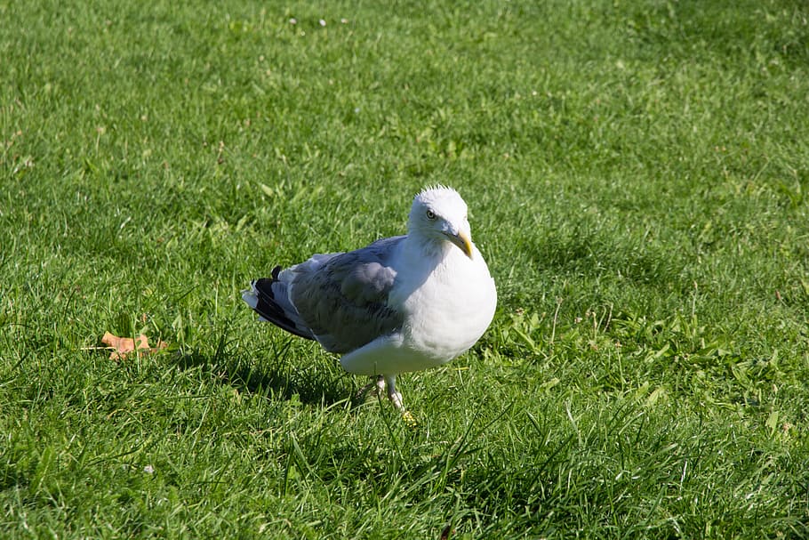 Seagull, Bird, White, Rush, Meadow, grey, run, runs, plumage, HD wallpaper
