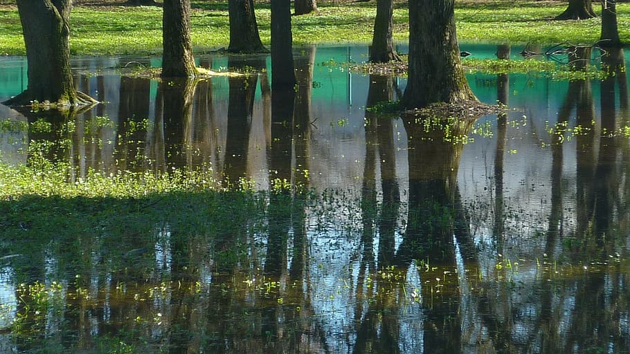 nature, reflection, water, lake, no people, waterfront, plant HD wallpaper