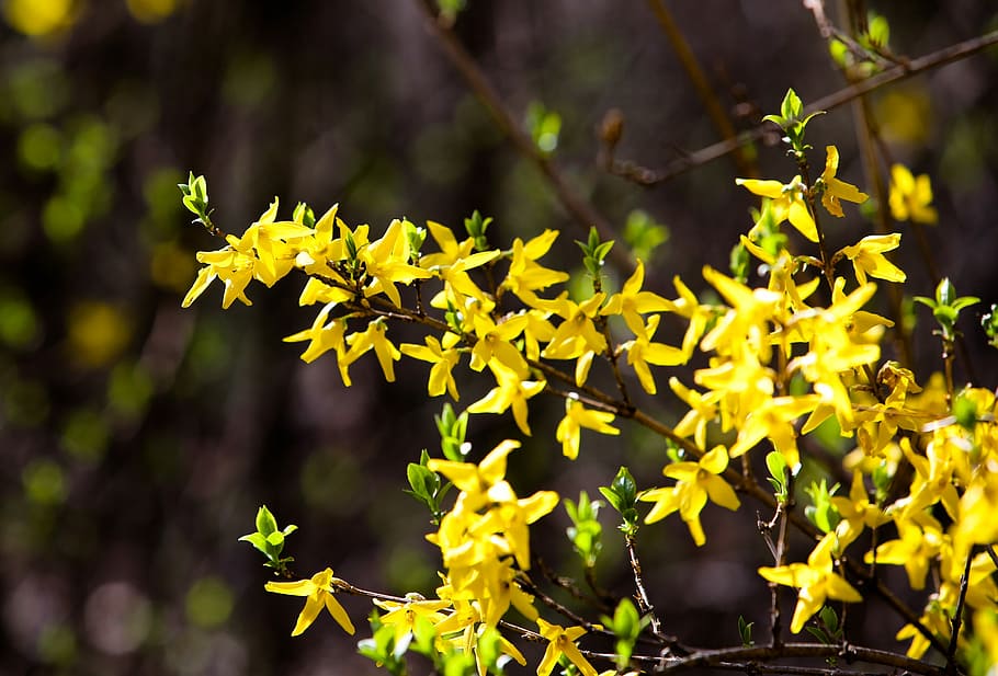 Forsythia 1080P, 2K, 4K, 5K HD wallpapers free download | Wallpaper Flare