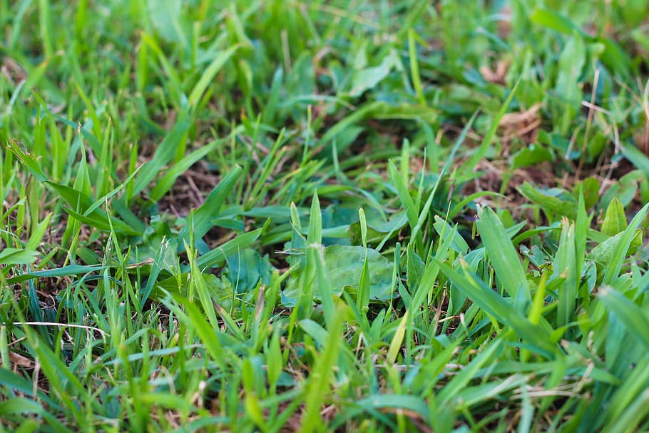 Grass, Green, Green, Spring, Nature, Fresh, outdoors, lawn HD wallpaper