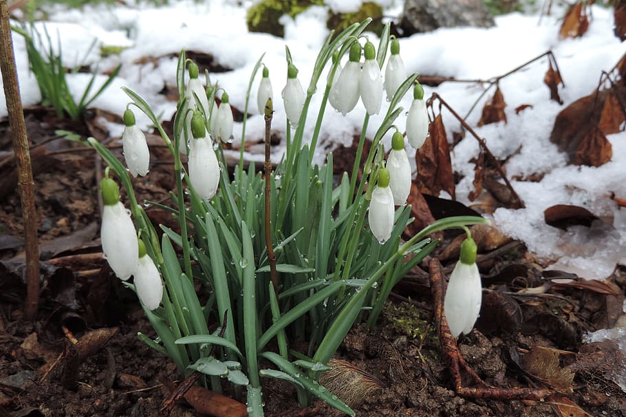 snowdrop, winter, thaw, growth, cold temperature, land, field HD wallpaper