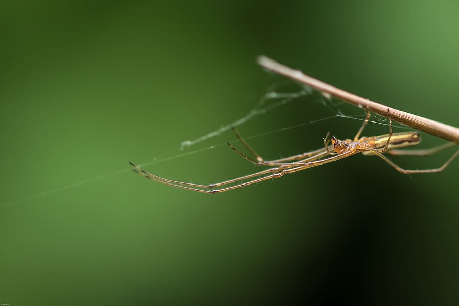 spider, monster, insect, macro, creature, legs, invertebrate HD wallpaper