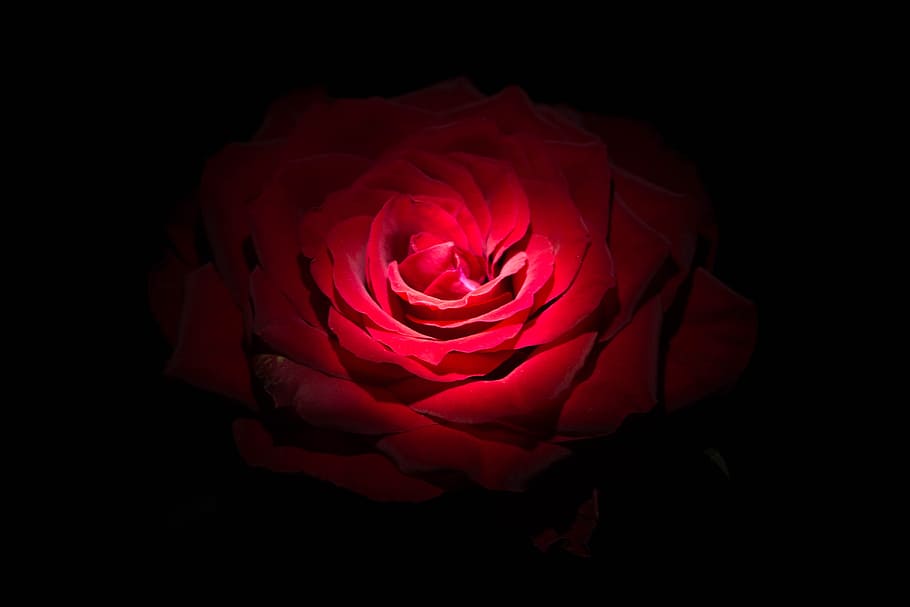 Flowers, Rose, Red, Red, Black, Brillante, love, lover, rose - flower, HD wallpaper