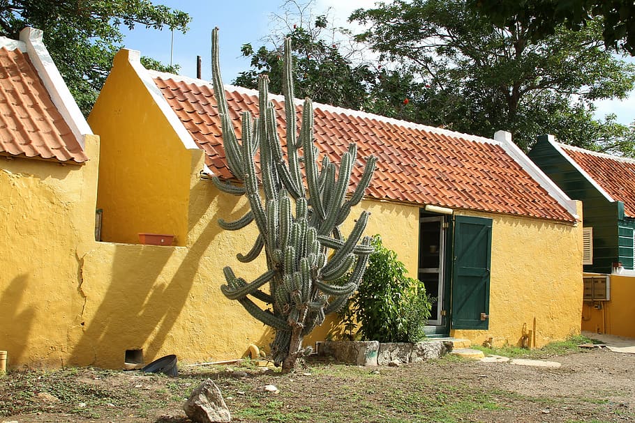 cactus, curasao, building, yellow, architecture, house facade HD wallpaper