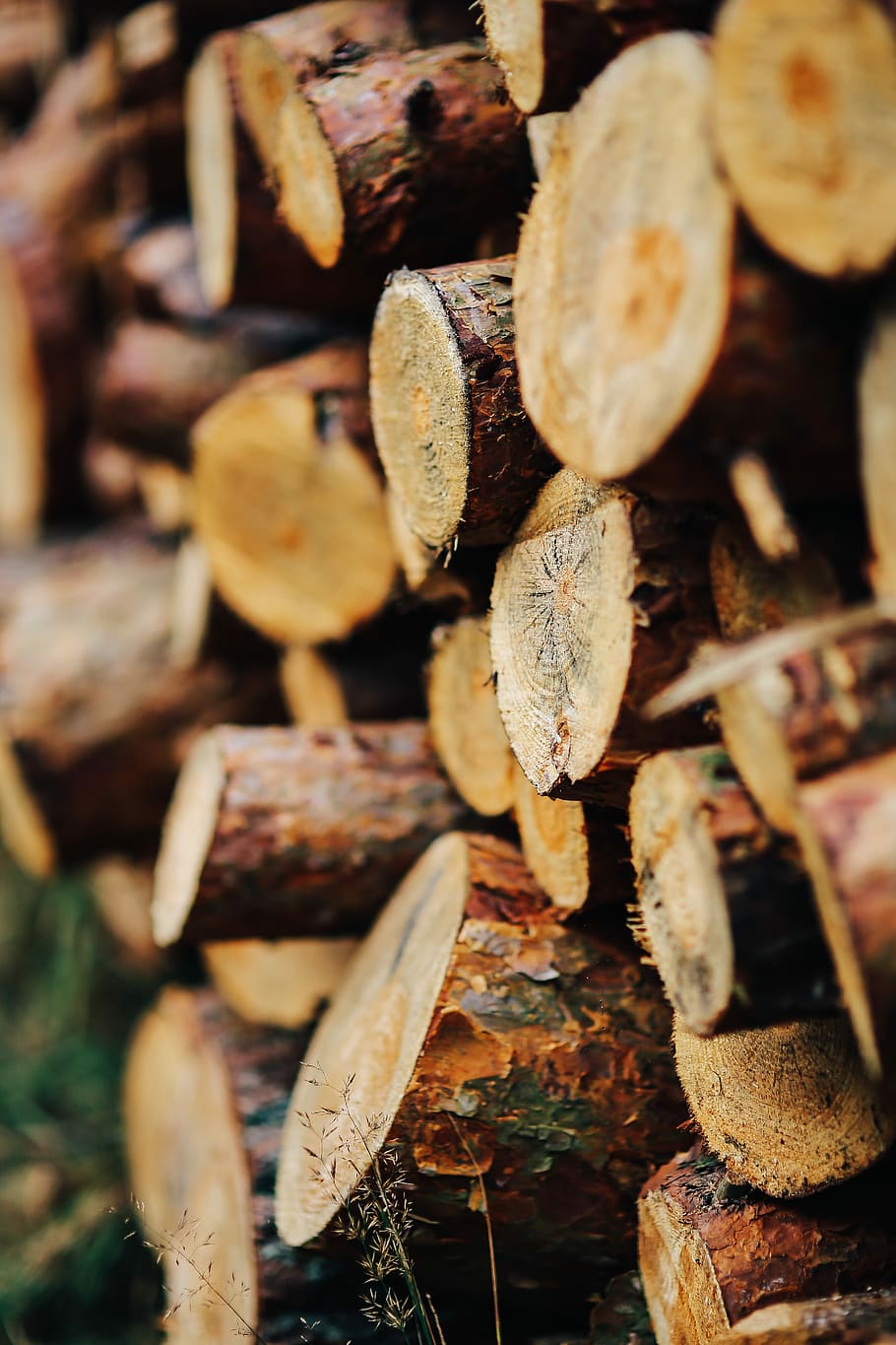 Wood trunks Wall, wooden, autumn, fall, firewood, wood - Material, HD wallpaper