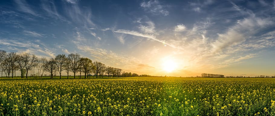 photography of grassland during sunset, oilseed rape, field of rapeseeds