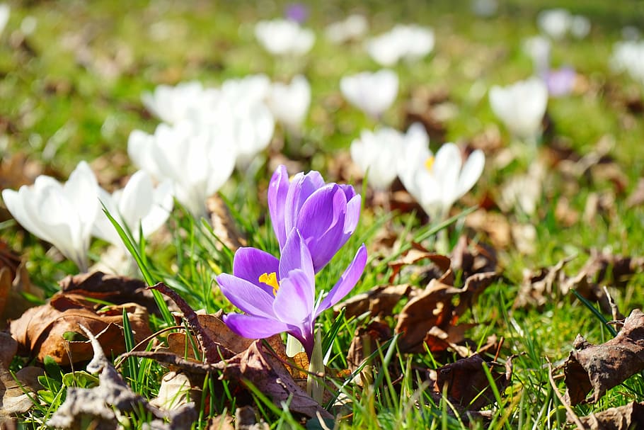 crocus, flower, spring, purple, blossom, bloom, close, white HD wallpaper