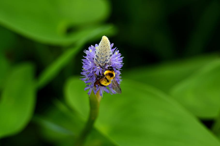 closeup photo of purple petaled flower, selective focus photography of yellow and black bee on purple flower HD wallpaper