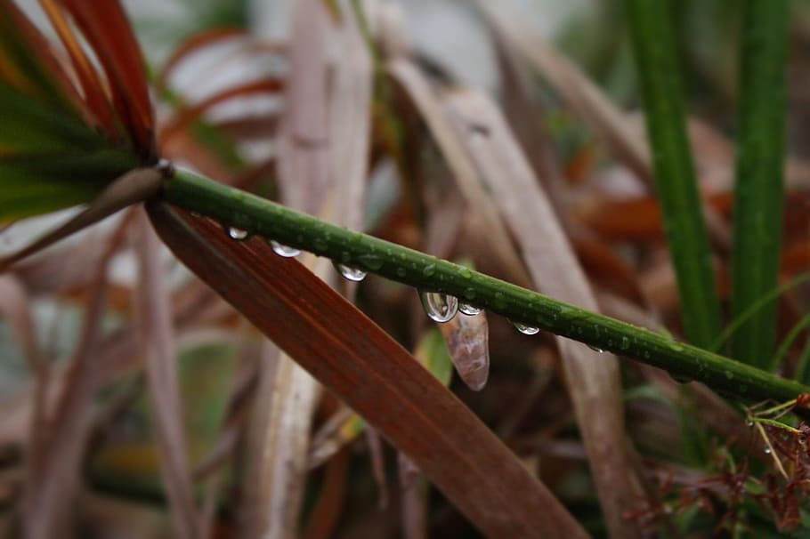 drops, plant, nature, close-up, growth, no people, day, focus on foreground HD wallpaper