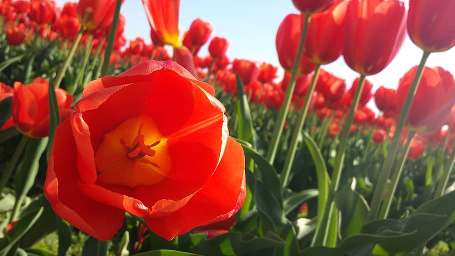 tulip, flower, spring, red, plant, bloom, flowering plant, beauty in nature HD wallpaper