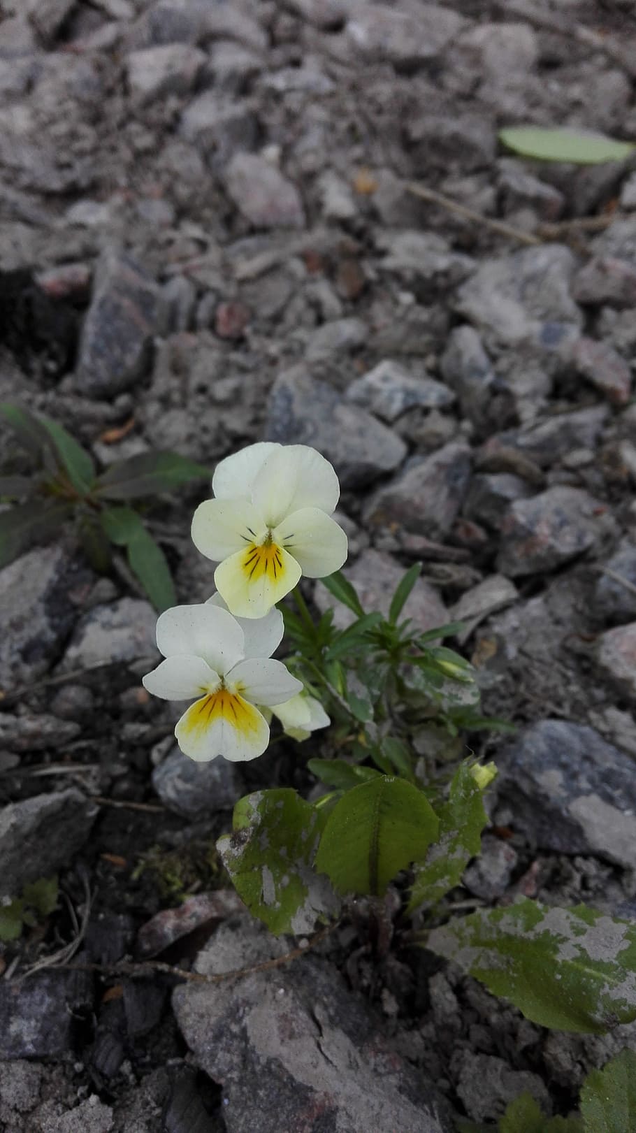 pansy, couple, two, violet, flower, flowering plant, vulnerability HD wallpaper