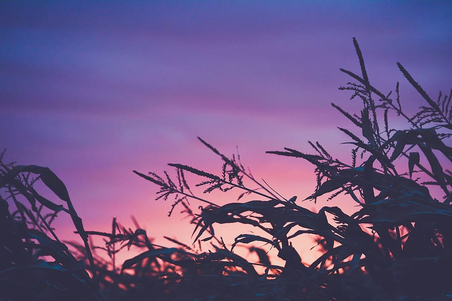 purple, sunset, dusk, sky, plants, nature, silhouette, no people HD wallpaper