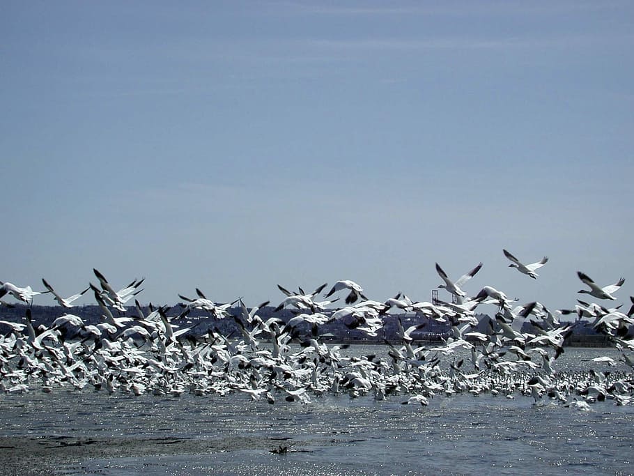 Wild Geese, Flight, River, animals in the wild, animal wildlife HD wallpaper