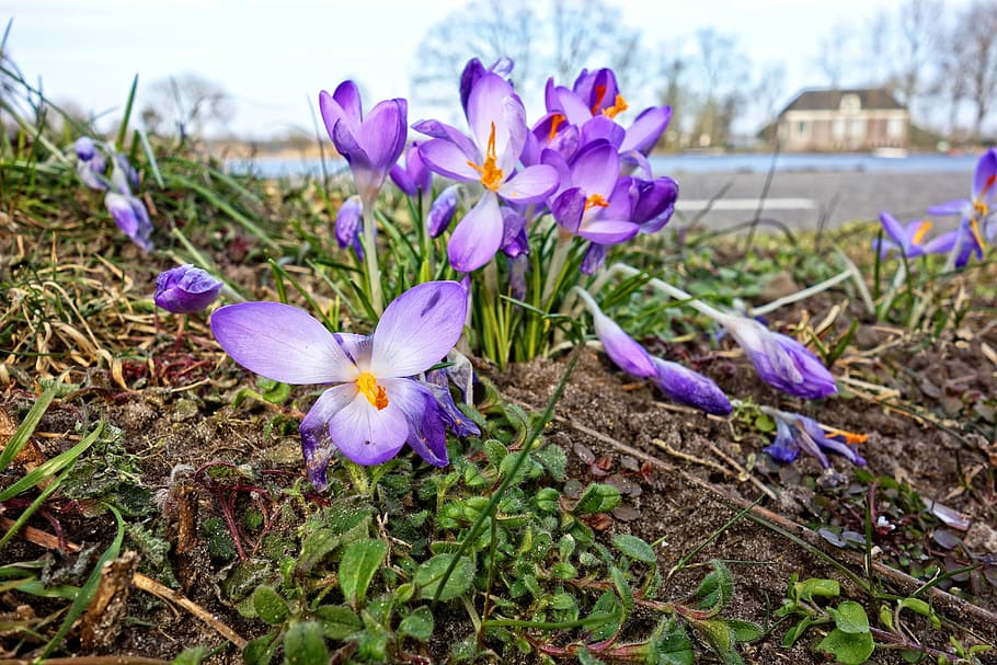 crocus, flower, plant, corm, perennial, spring, saffron, purple HD wallpaper