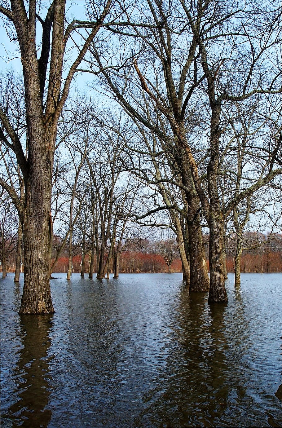 Flooding, Trees, Water, Flood, Forest, disaster, woods, flooded, HD wallpaper
