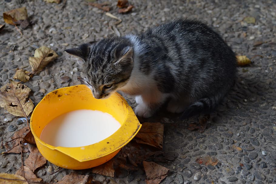 cat, drink, mackerel, kitten, domestic cat, young cat, animal HD wallpaper