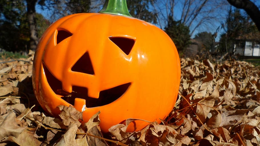 Pumpkin, Leaves, Fall, Sunshine, Autumn, sunny, outdoor, fall leaves HD wallpaper